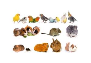 Service : rongeur Service : rongeur