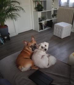 Service : chien Service : chien