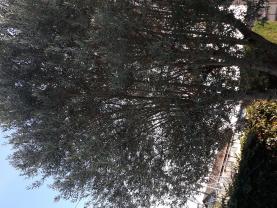 Service : coupe de bois Service : coupe de bois