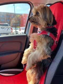 Service : chien Service : chien