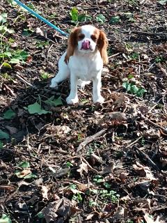 Service garde animaux entre particuliers