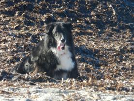 Service : chien Service : chien