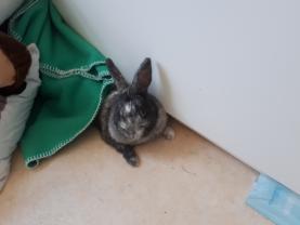 Service : rongeur Service : rongeur