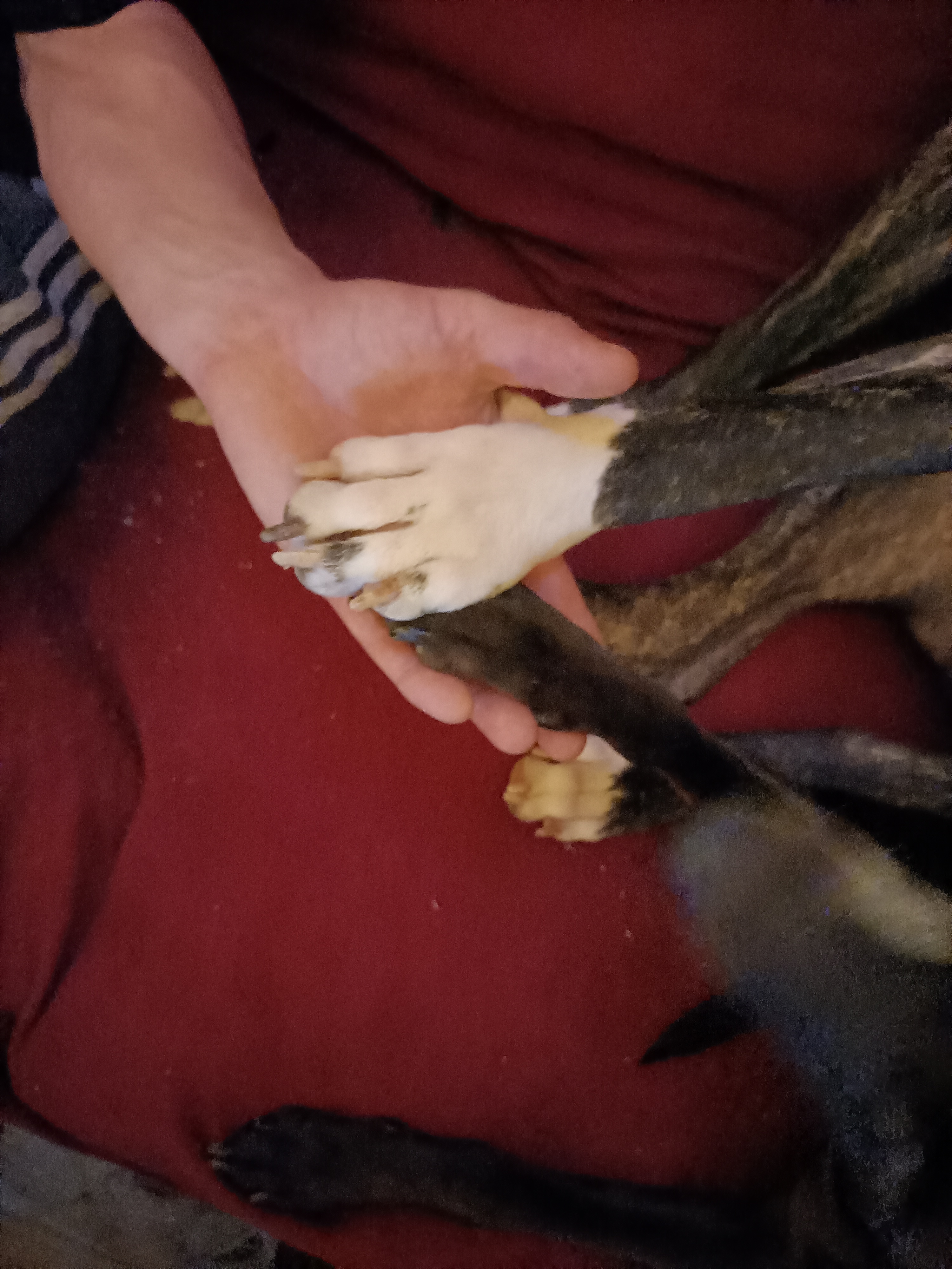 Service garde animaux 47 entre particuliers