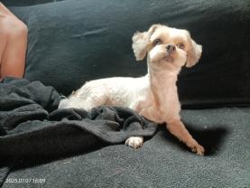 Service : toilettage chien Service : toilettage chien