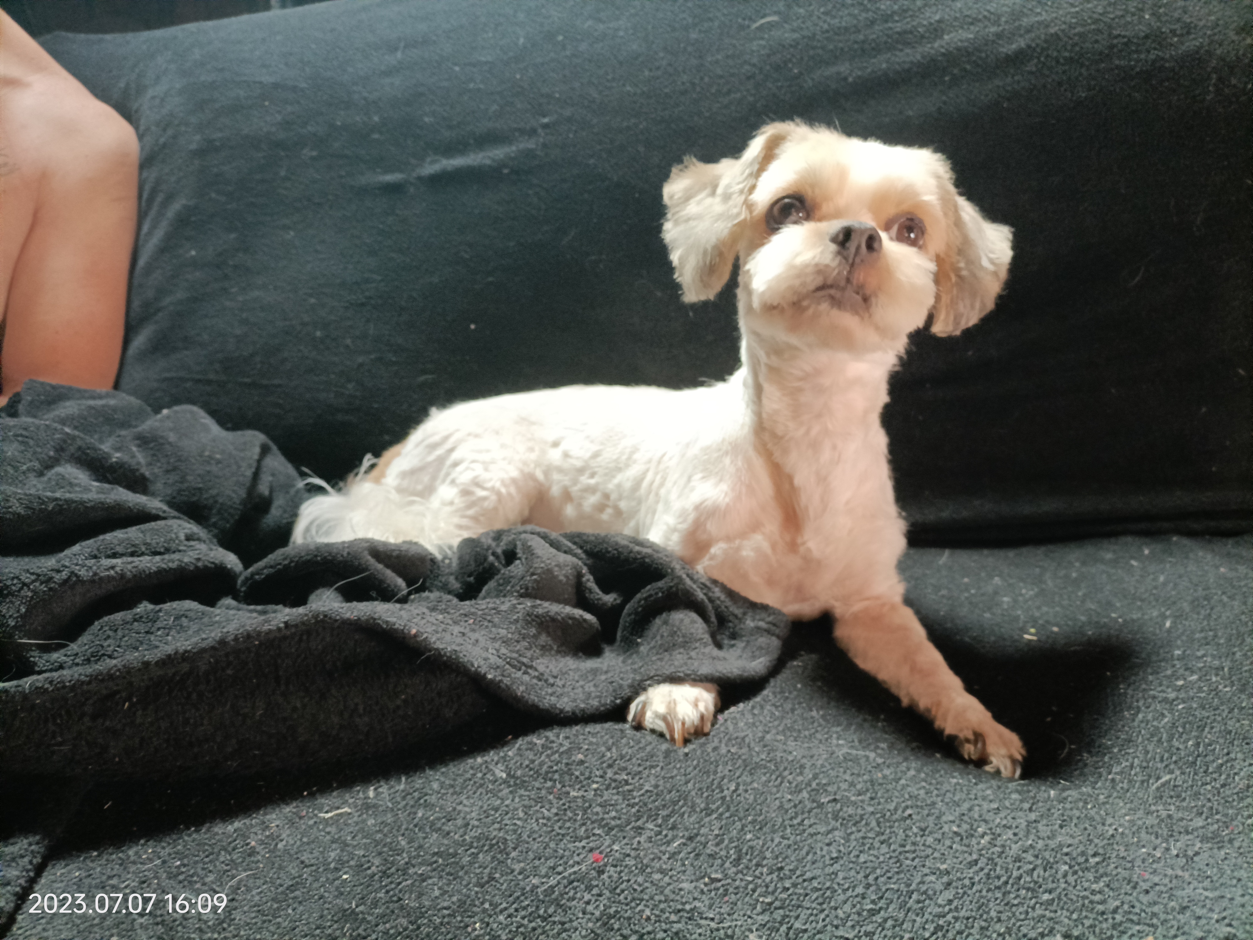 Service toilettage chien 47 entre particuliers