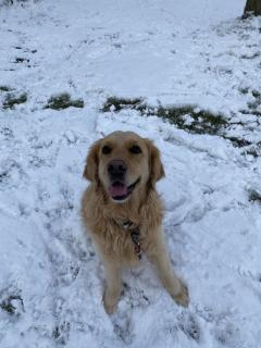 Service : promeneur chien Service : promeneur chien