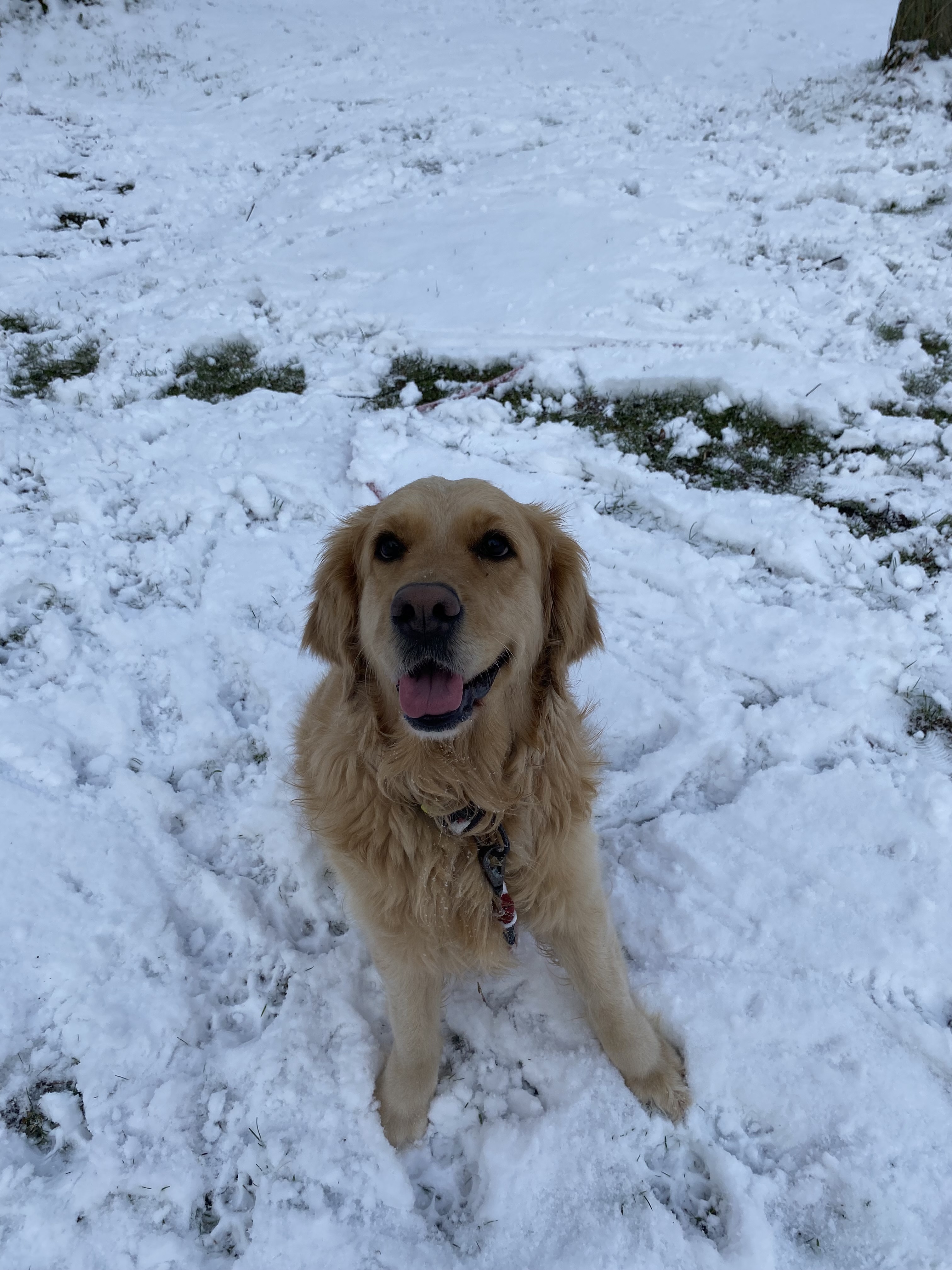 Service promeneur chien 59 entre particuliers