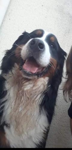 Service : garde animaux Service : garde animaux