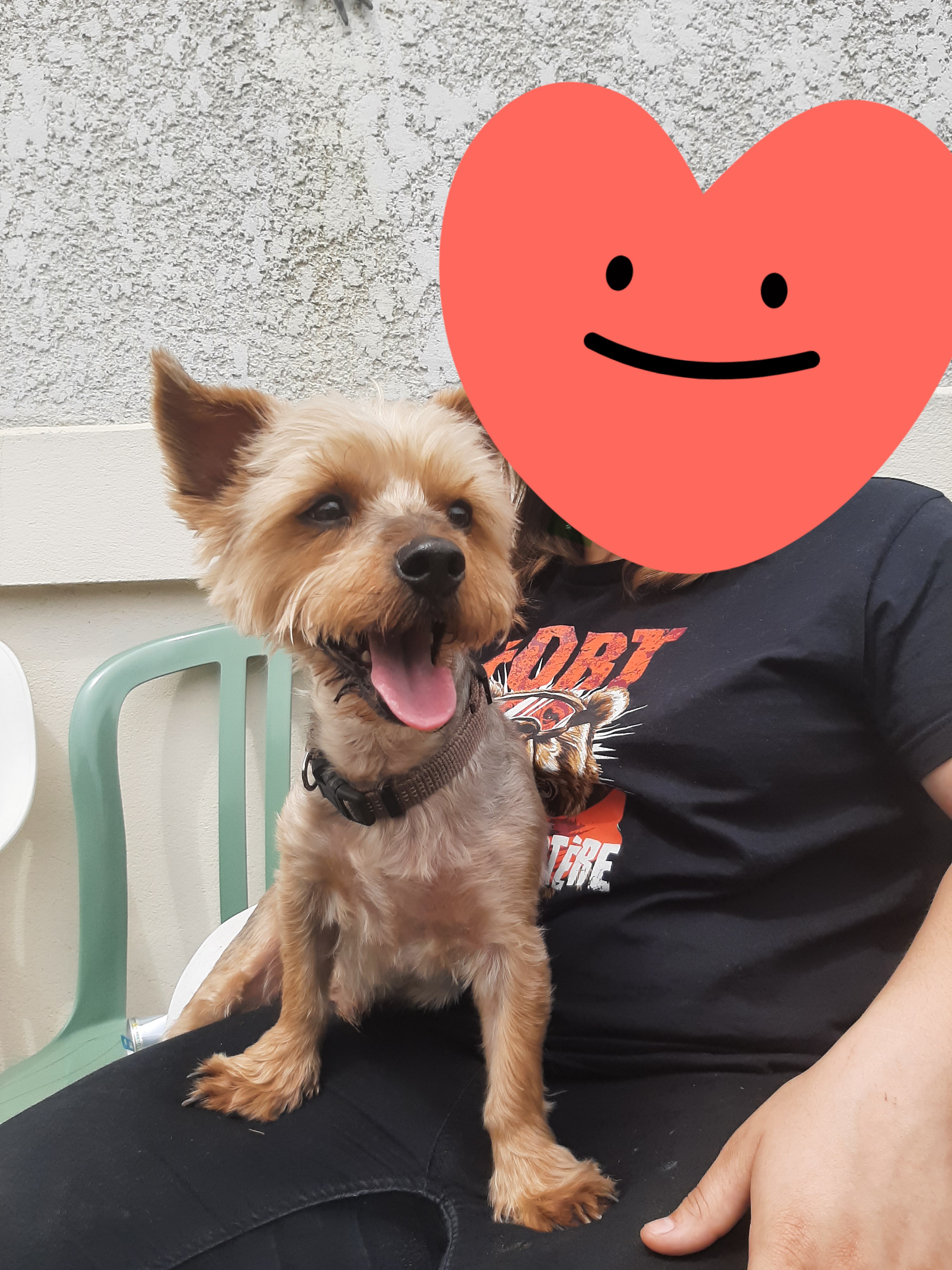 Service promeneur chien 91 entre particuliers