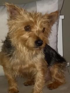 Demander ce petsitter