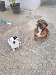 Service : chien Service : chien