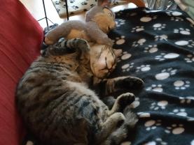 Demander ce catsitter