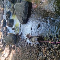 Service promeneur garde de chien Service promeneur garde de chien
