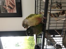 Service : oiseaux Service : oiseaux