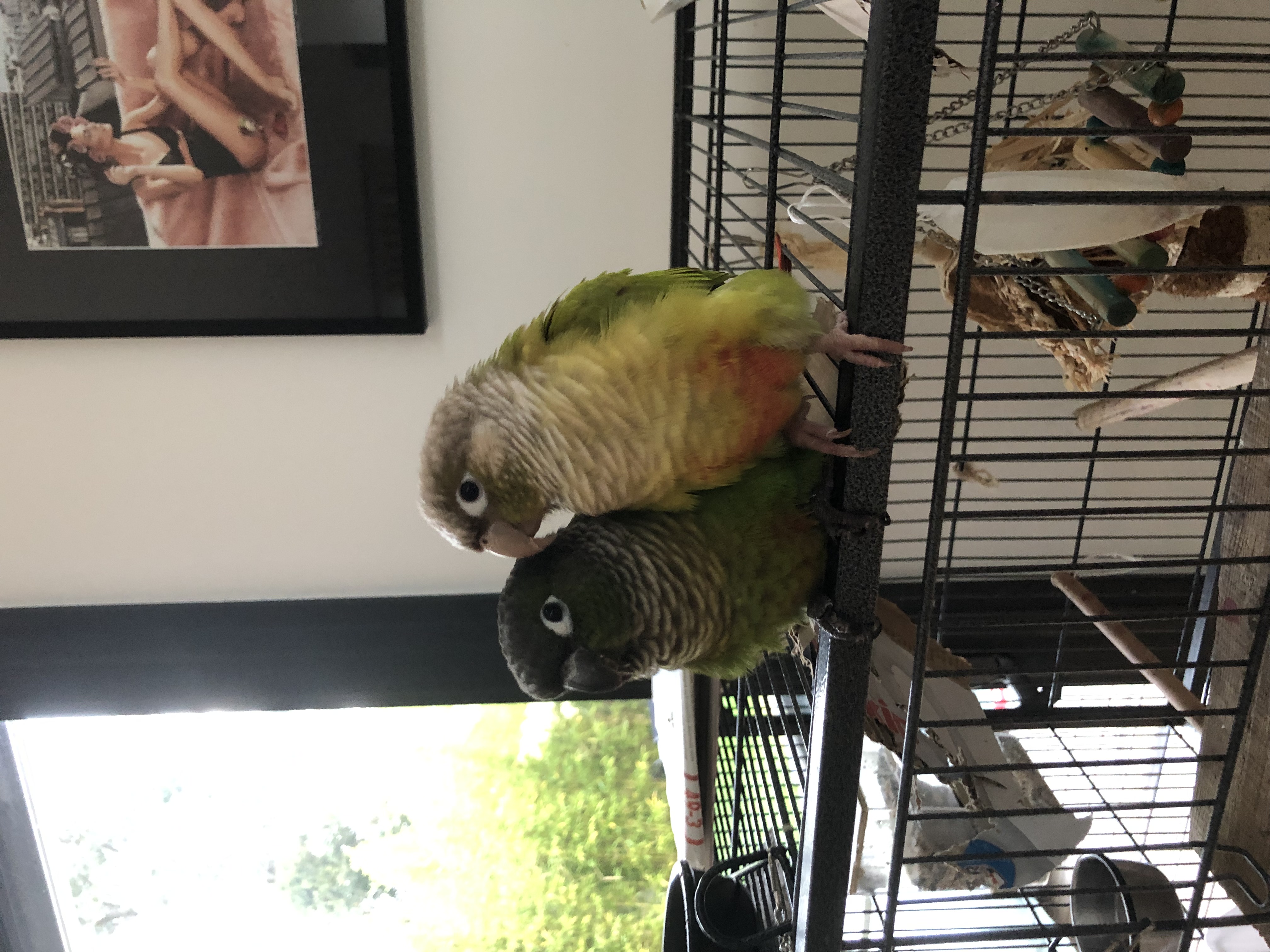 Service oiseaux 44 entre particuliers