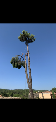 Service : elagage Service : elagage