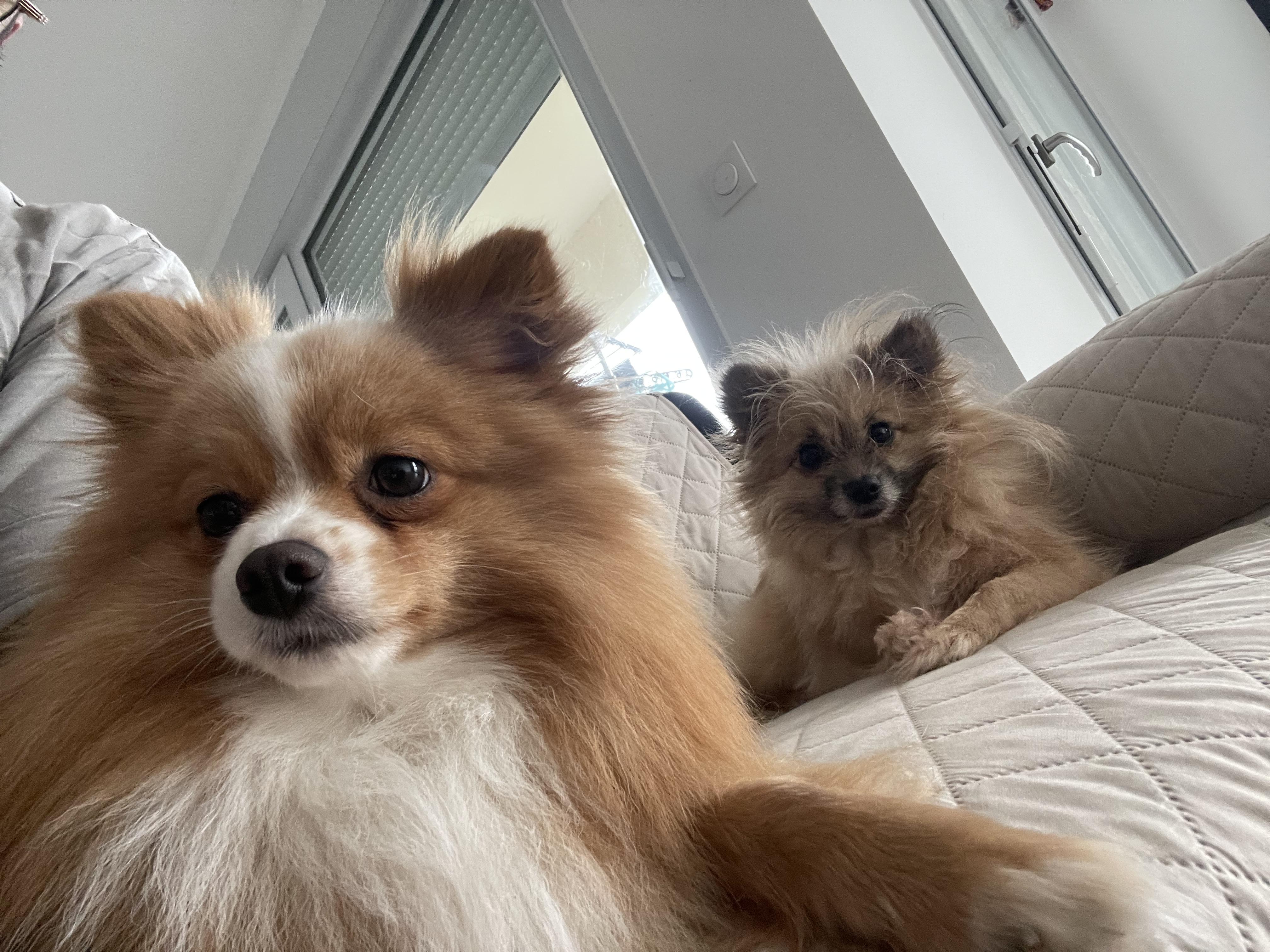 Service chien 28 entre particuliers