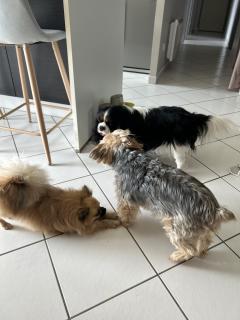 Service : chien Service : chien