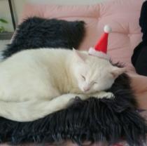 Demander ce catsitter