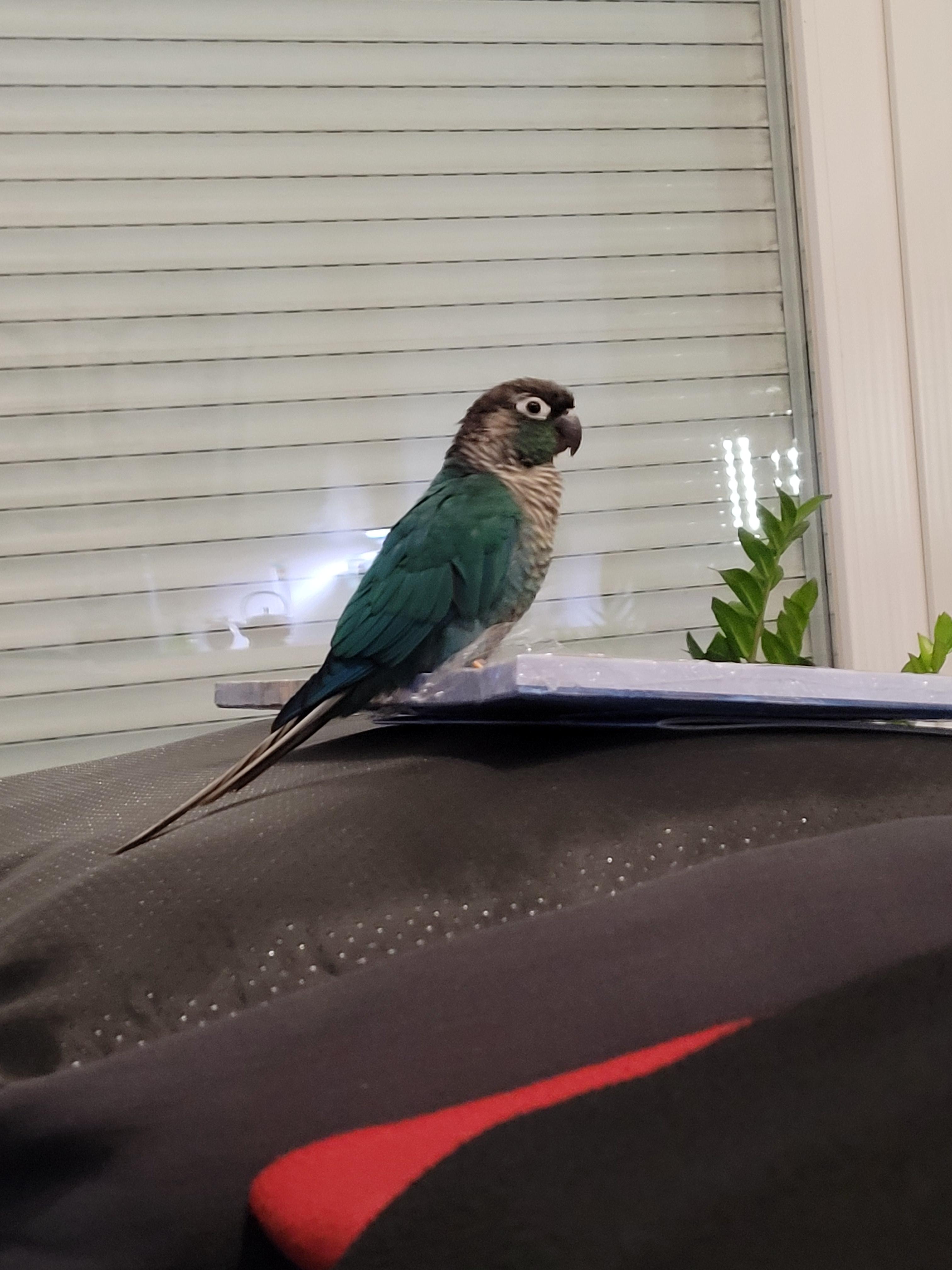 Service oiseaux 68 entre particuliers