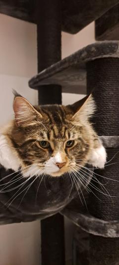 Service : chat Service : chat