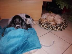 Demander ce petsitter