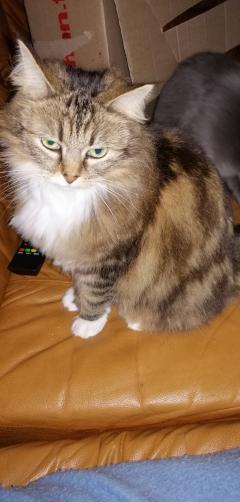 Demander ce catsitter