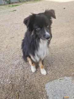 Service : chien Service : chien