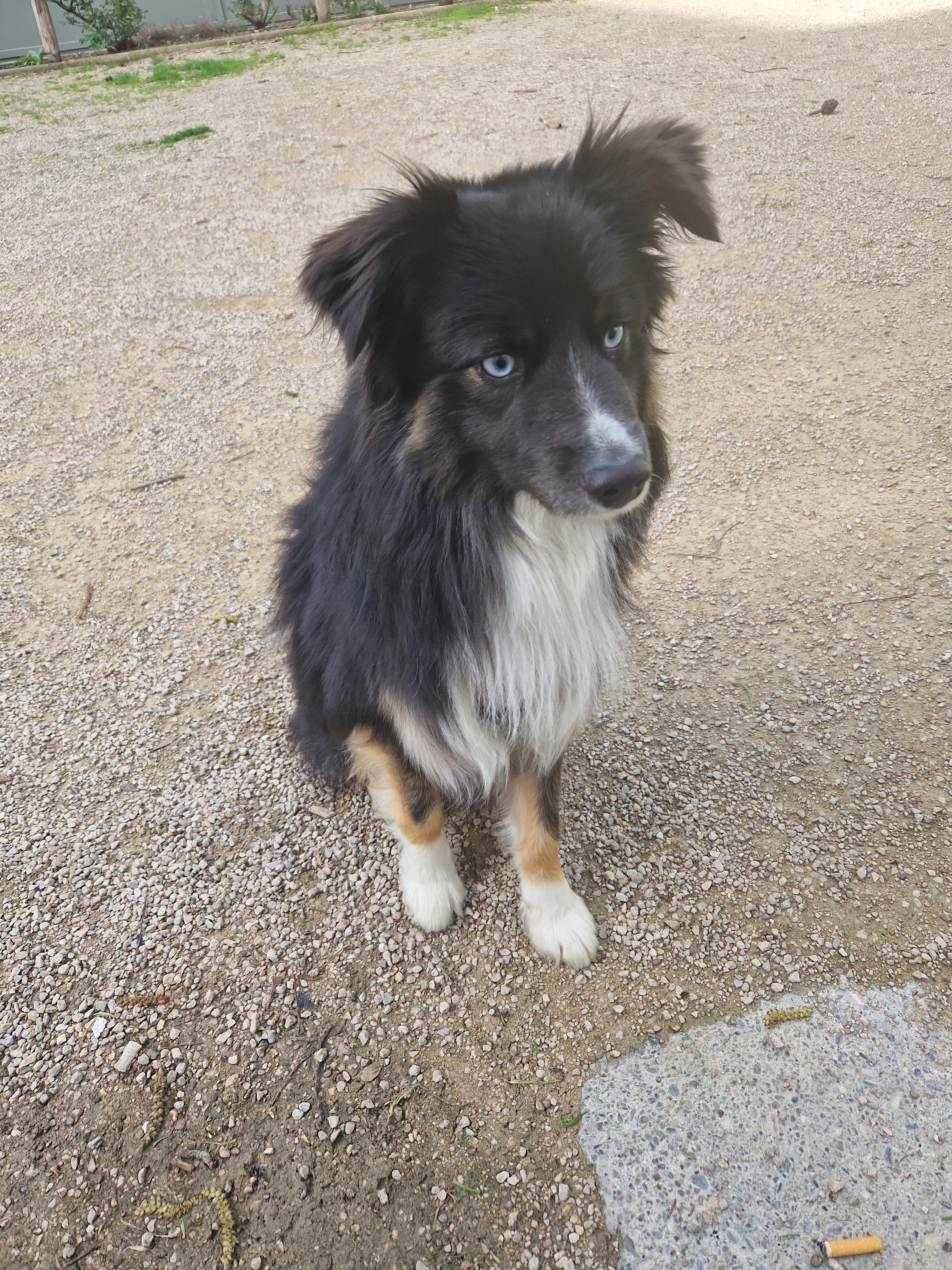 Service chien 69 entre particuliers