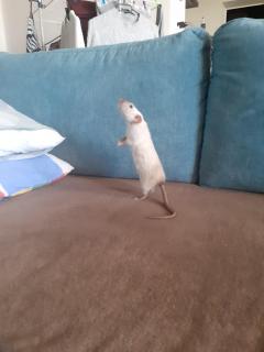 Service : rongeur Service : rongeur