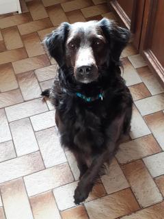 Service : chien Service : chien