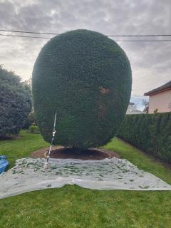 Service : taille de haies Service : taille de haies