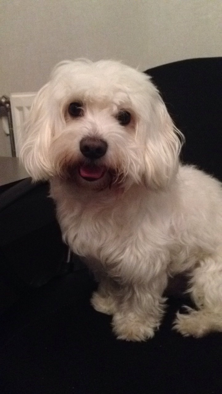Service chien 92 entre particuliers