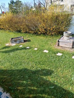 Service : taille de haies