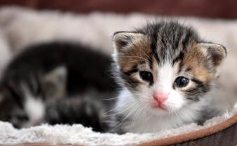 Demander ce catsitter