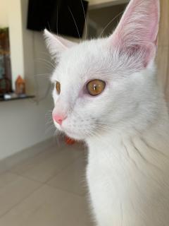 Demander ce catsitter