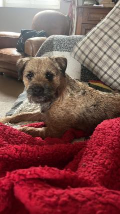 Service : chien Service : chien