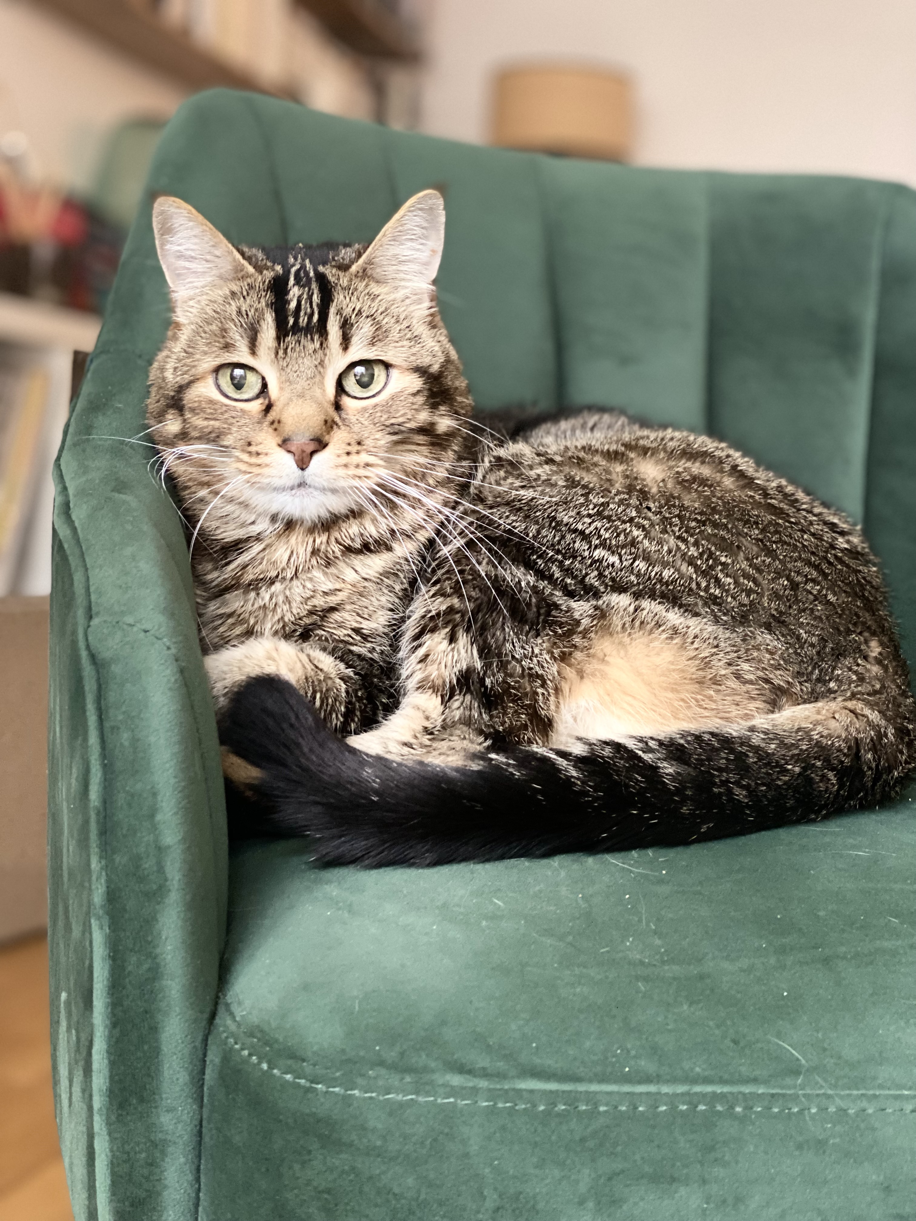 Service garde animaux 91 entre particuliers
