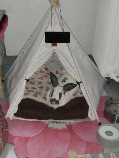 Service : garde animaux Service : garde animaux