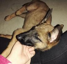 Demander ce petsitter