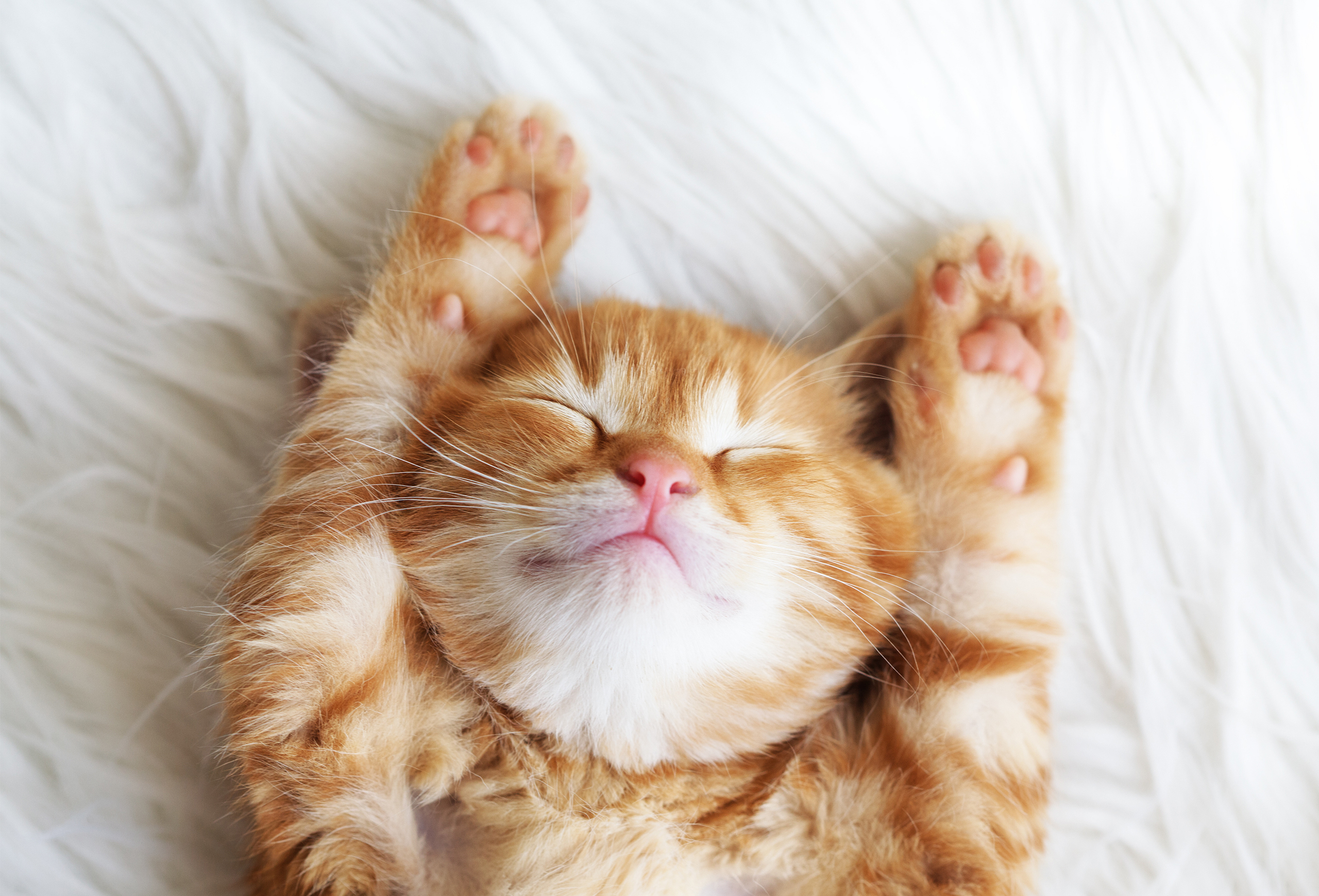 Service garde animaux 06 entre particuliers