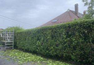 Service : taille de haies Service : taille de haies