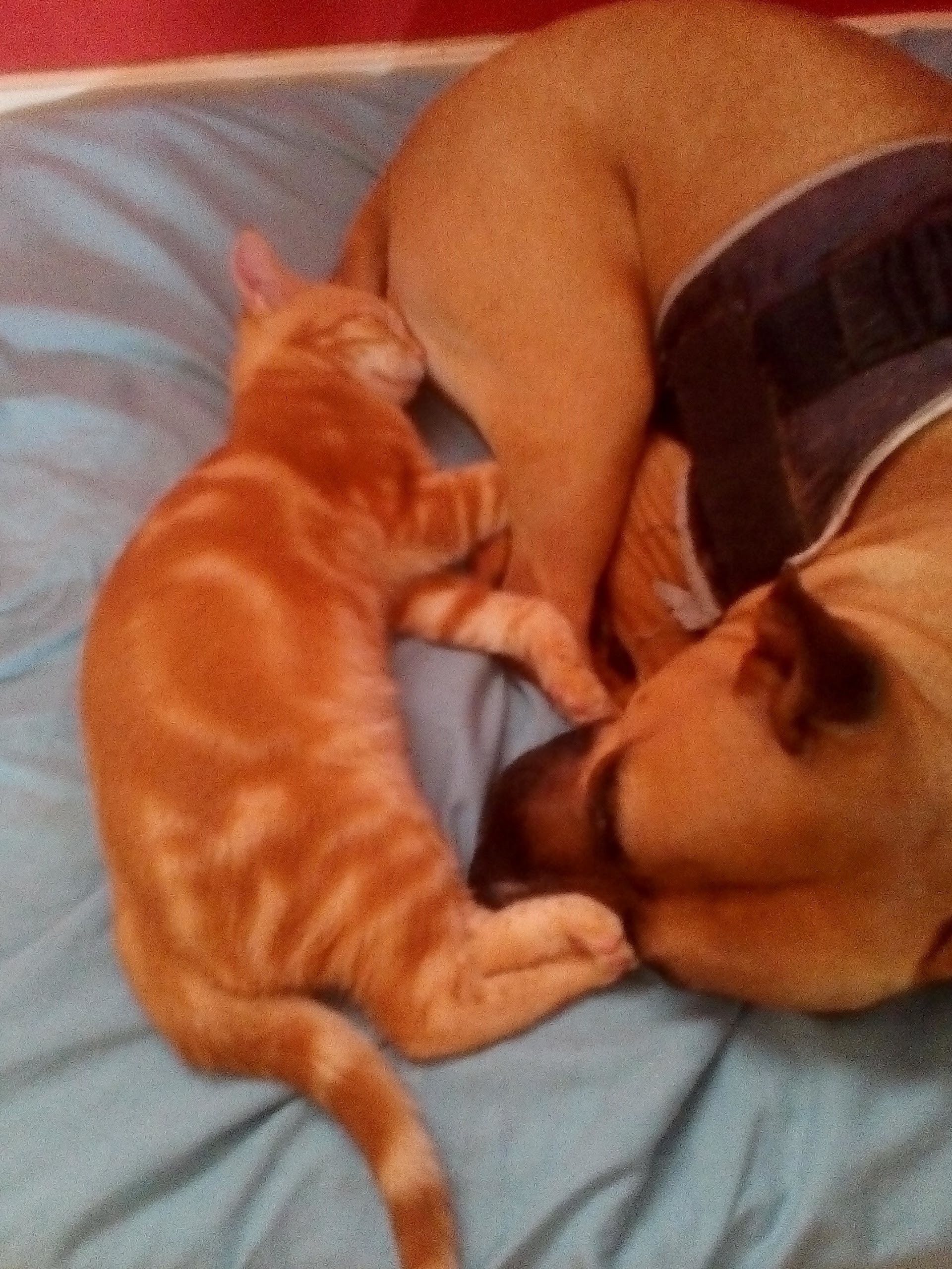 Service garde animaux between individuals (45)