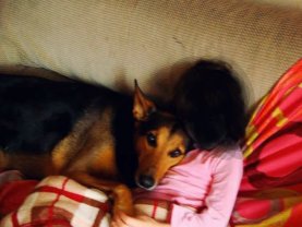 Service garde animaux
