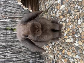 Service : garde lapin Service : garde lapin