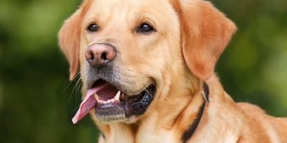 Demander ce petsitter