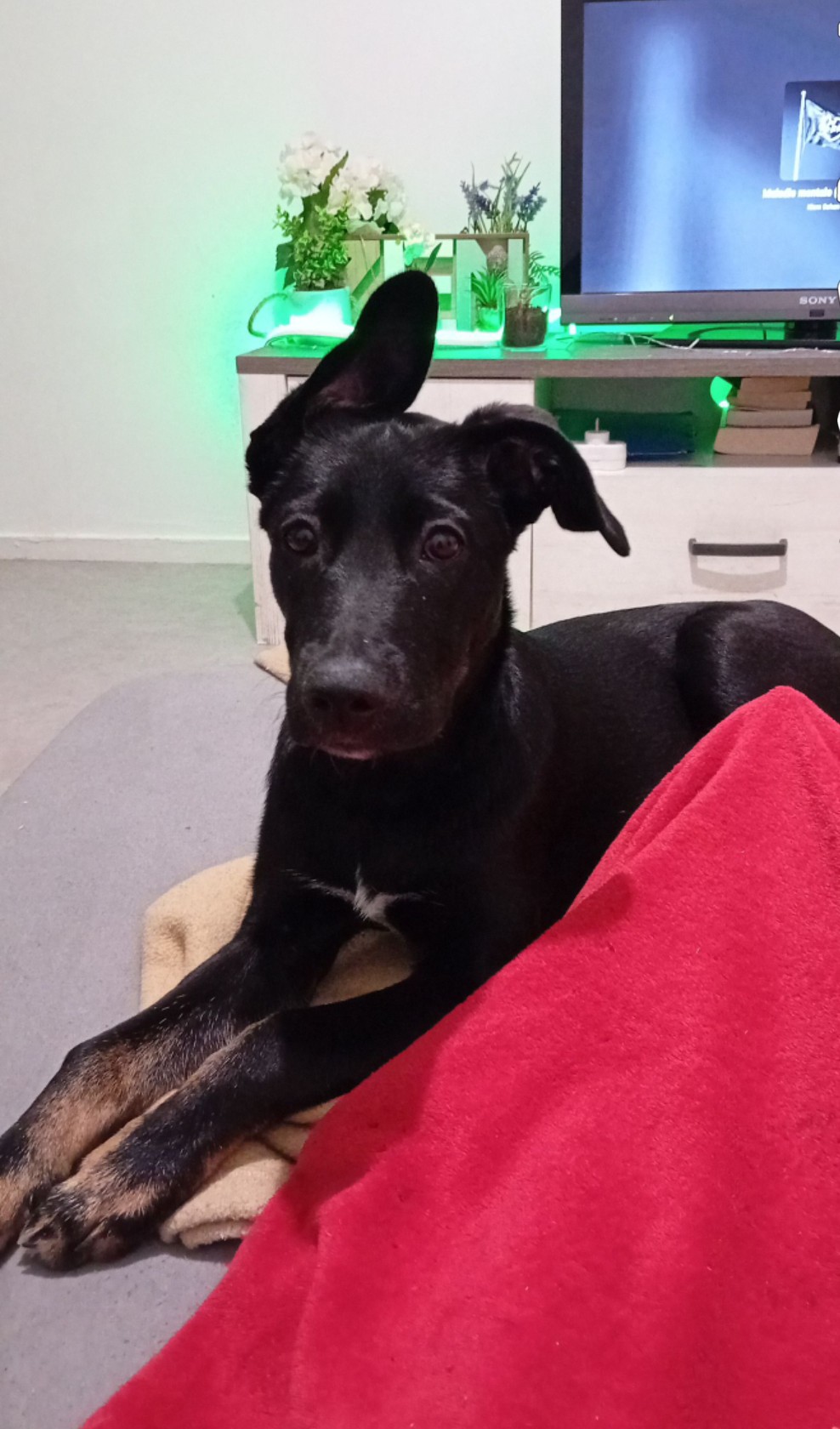 Service chien 42 entre particuliers