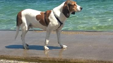 Location : remorque velo Location : remorque velo