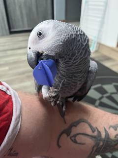 Service : oiseaux Service : oiseaux